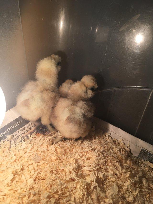 Preview of the first image of Young White silkie chicks ………...