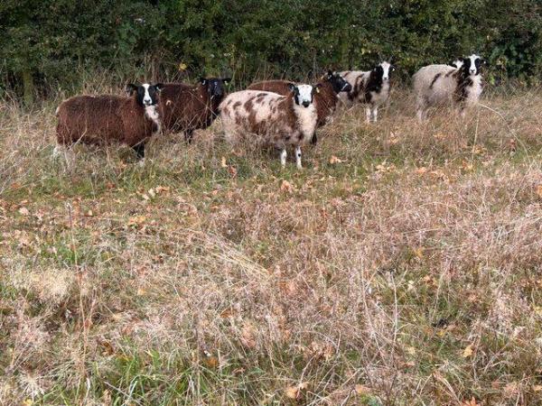 Image 1 of Jacob x dutch spotted ewe lambs