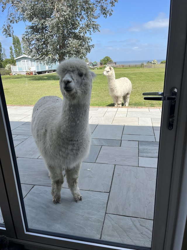 Preview of the first image of Two female alpacas bas registered.