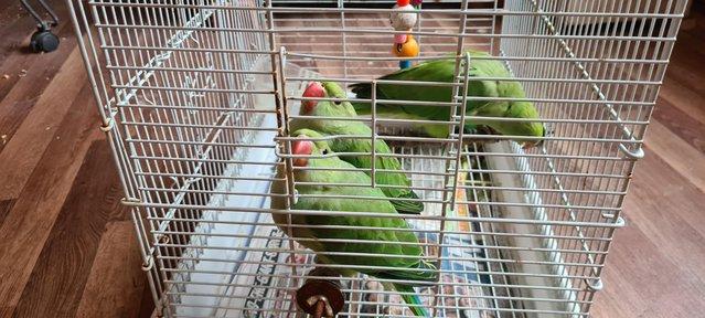 Image 9 of I have ringneck baby's for sale green colour THEY Are READY