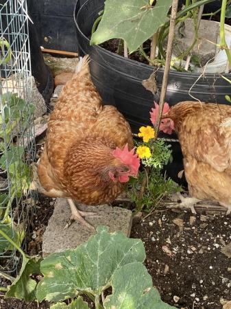 Image 3 of Laying Rhode red island hen for sale