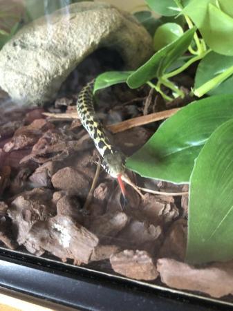 Image 4 of Checkered garter snake with vivarium for sale