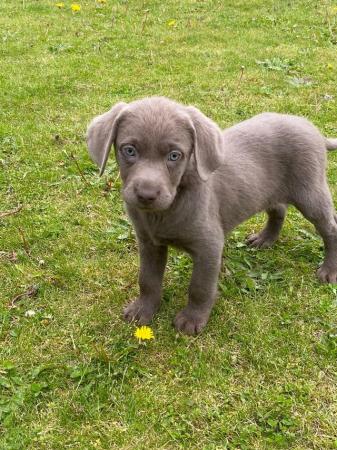 Image 4 of Beautiful blue eyed silver lab puppies