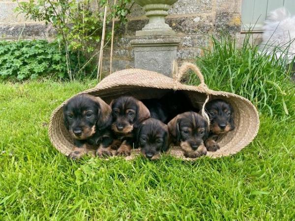 Image 1 of KC Reg Teckel Puppies - Wirehaired Dachshund