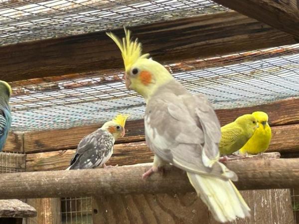 Image 11 of 4 baby cockatiels for sale