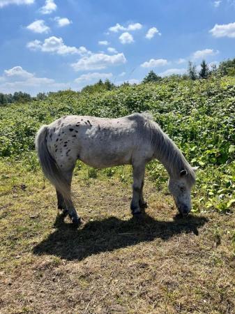 Image 8 of Easy 10hh Spotted Mare - Lead Rein Pony, Therapet, Companion