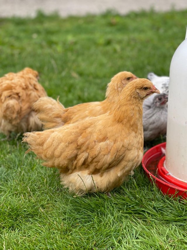 Preview of the first image of Buff Orpington Hens- 18 week old Point of Lay.