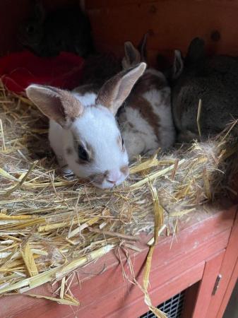 Image 4 of Standard and Part Bred Rex Bunnies Available