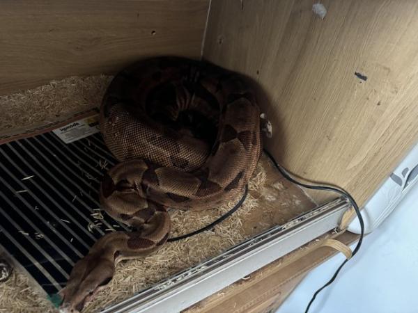 Image 2 of Female boa constrictor and vivarium for sale