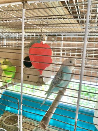 Image 2 of Young Baby budgies for sale