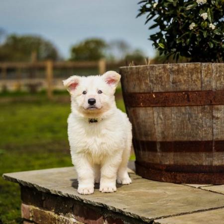 Image 9 of White GSD Puppies for sale