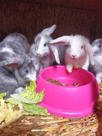 Image 6 of 8wks old gorgeous Mini lops £30 each or two for £55