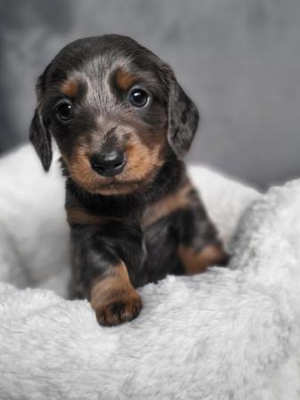 Image 1 of **Beautiful miniture smoth and long hair Dachshund pups