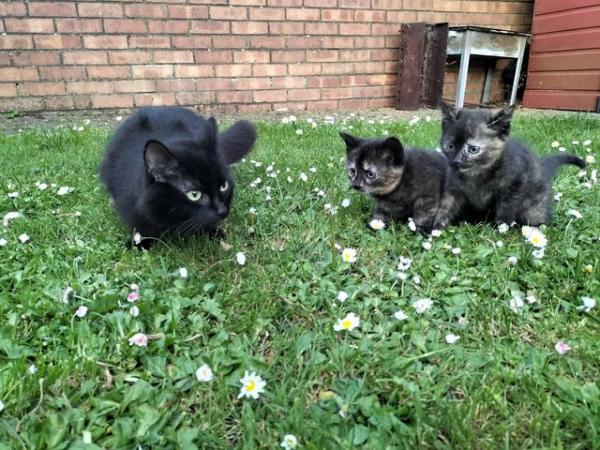 Image 5 of KITTENS ARE LOOKING FOR A NEW HOME AND FRIENDS