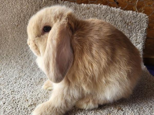 Image 5 of Ready Now ... Fawn Mini Lop Buck
