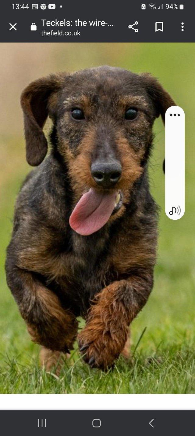 Preview of the first image of Wanted Teckel Dachshund Adult.
