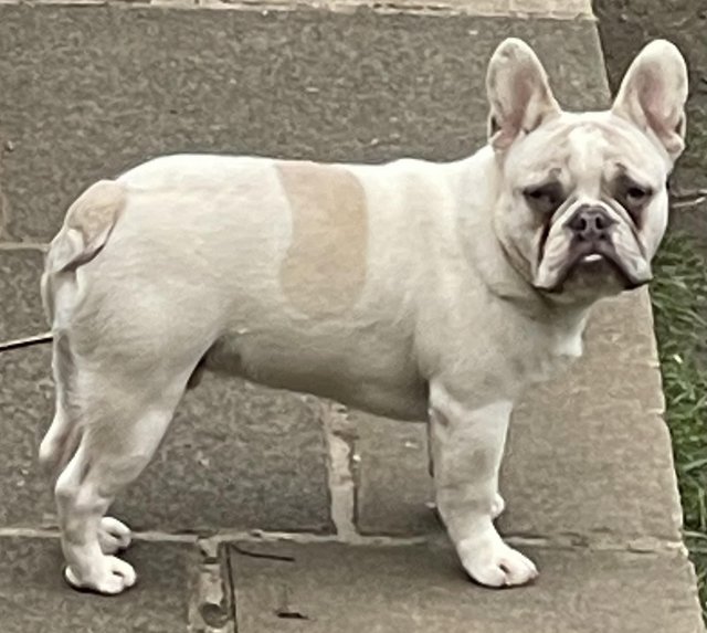Preview of the first image of KC REGISTERED TRUE TO TYPE FRENCH BULLDOG BOY.