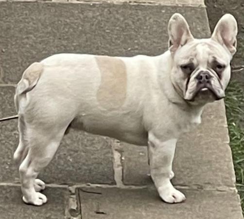 Image 1 of KC REGISTERED TRUE TO TYPE FRENCH BULLDOG BOYS