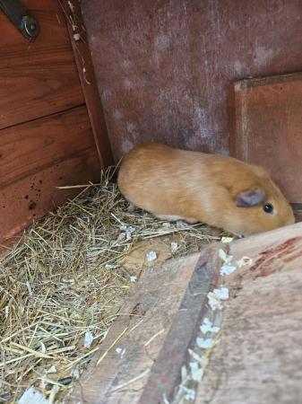 Image 5 of 12 mth old American guinea pig