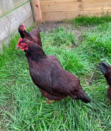 Image 7 of Point of Lay Hens - pure breeds 18 - 20 weeks old