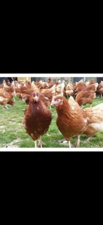 Image 3 of Hens for sale POL———————-