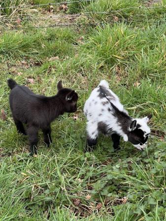 Image 3 of Pygmy goat kids for sale