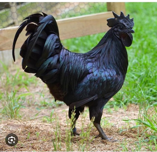 Preview of the first image of Ayam cemani cockerel wanted ….