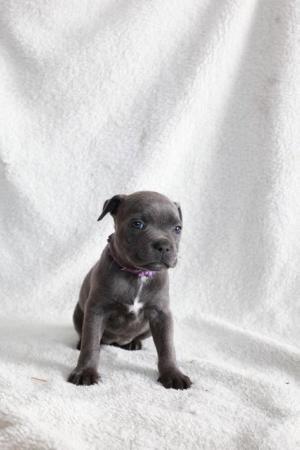 Image 27 of beautiful champion blue Staffordshire bull terrier puppies