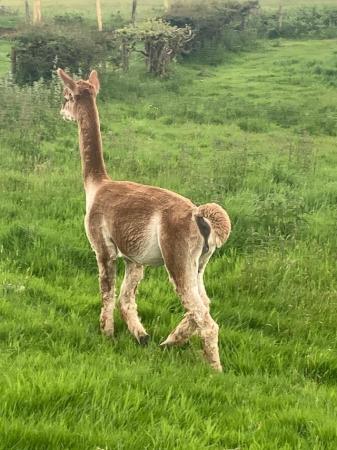 Image 3 of Alpaca - stunning BAS registered pedigree breeding male
