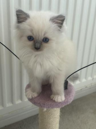 Image 7 of Gccf/tica active blue mitted kittensavailable to reserve