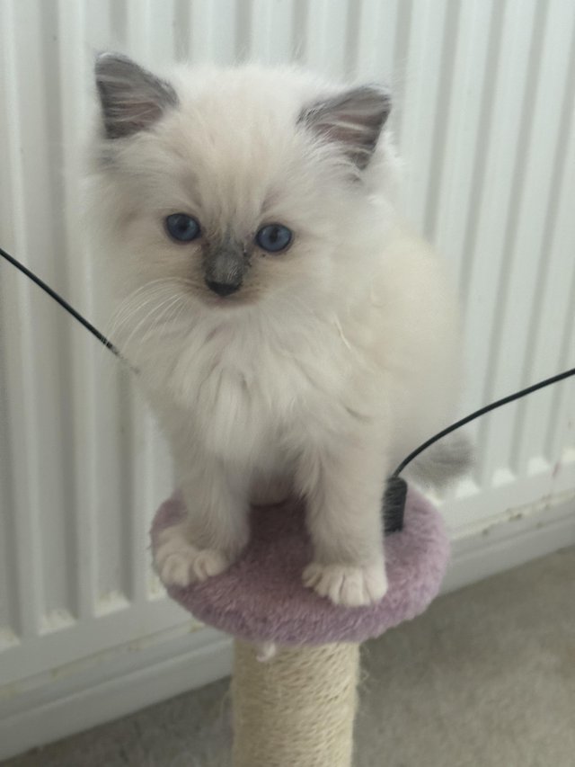Preview of the first image of Gccf/tica active blue mitted kittens  available to reserve.