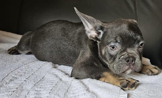 Image 6 of KC registered French Bulldog Puppies