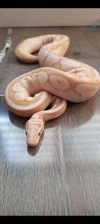 Image 4 of Butterball python snake for sale