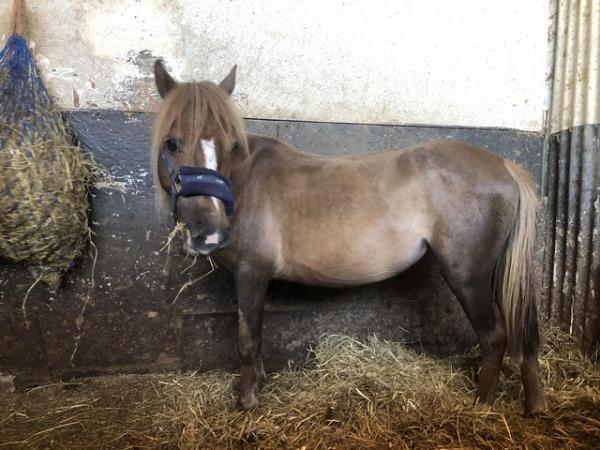 Image 1 of 3 year old Dartmoor hill pony blackpool