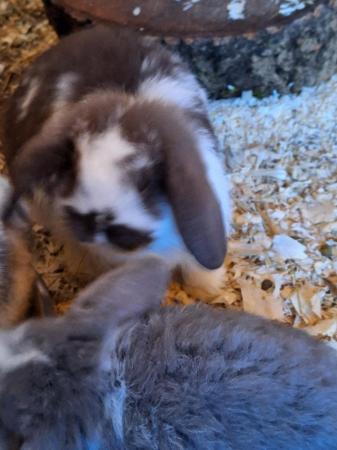 Image 4 of miniature lops rabbits x girls