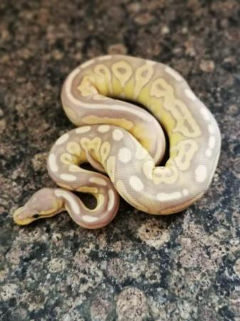 Image 2 of Ball Python Snake Collection For Sale