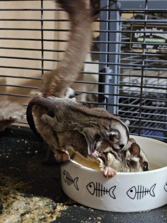 Image 5 of Sugar gliders common gray. 14 week old twins.