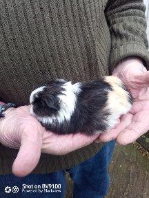 Image 3 of Sheltie guinea pig available