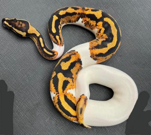 Image 9 of Pied yellow belly ball python male pumpkin pied royal