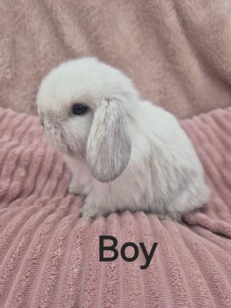 Image 1 of 6 baby mini lops available to reserve