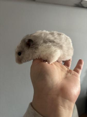 Image 3 of Female hamster needing new home