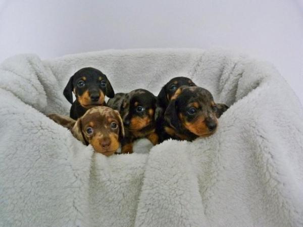 Image 9 of Ready Now KC Registered Miniature Dachshund Puppies