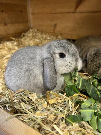 Image 4 of Dwarf Lop Baby Chinchilla Colour Female Rabbit