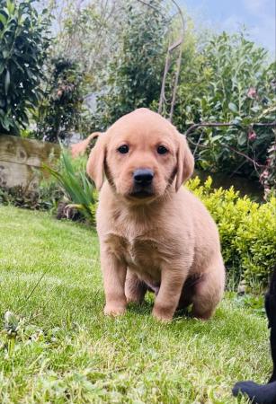 Image 2 of Gorgeous KC Registered Labrador Puppies