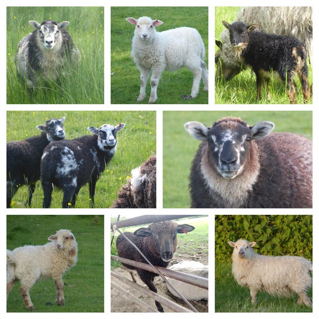 Preview of the first image of Pet/fibre lambs, mixed breeds.