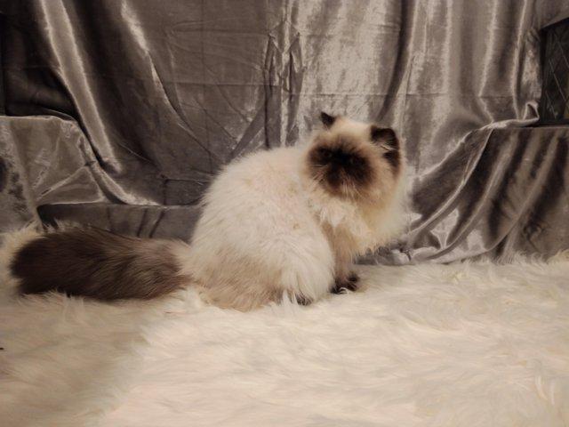 Preview of the first image of GCCF REGISTERED PERSIAN HIMALAYAN BOY.