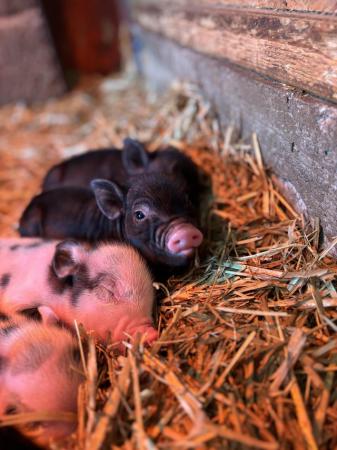Image 8 of Micro miniature pet piglets