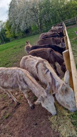 Image 8 of Wanted! Donkeys jennys and jack geldings mini and full size
