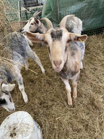 Image 1 of Wether Goats for sale British alpines and crosses