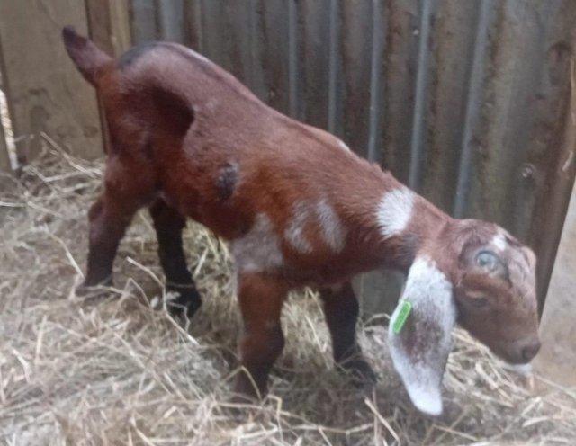 Preview of the first image of Mottled Anglo Nubian Wether Kid for Bottle Feeding.